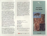 Mountain pine beetle