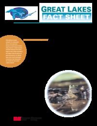 Great Lakes coastal wetlands - : science and conservation